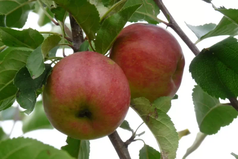 Dve zrelé červené jablká visia z konára stromu obklopené žiarivo zelenými listami na pozadí jasnej oblohy a vyvolávajú svieži a prirodzený pocit.